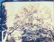 Polaroid - Metal Tree 03